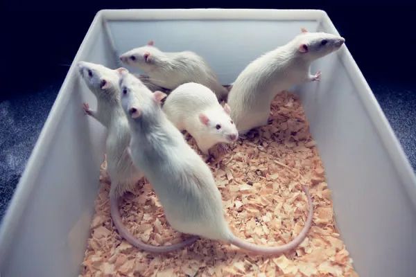 RATOS TWISTER  - Foto 3