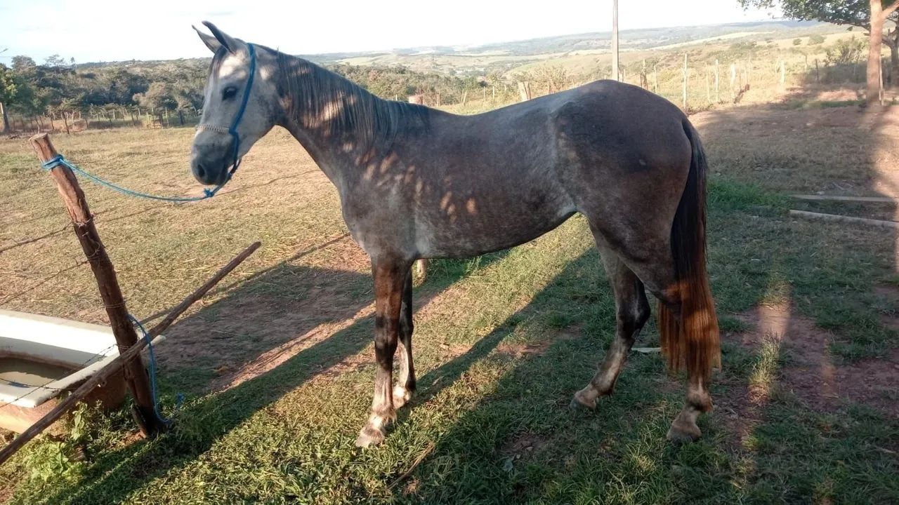 Vendo porda  - Foto 4