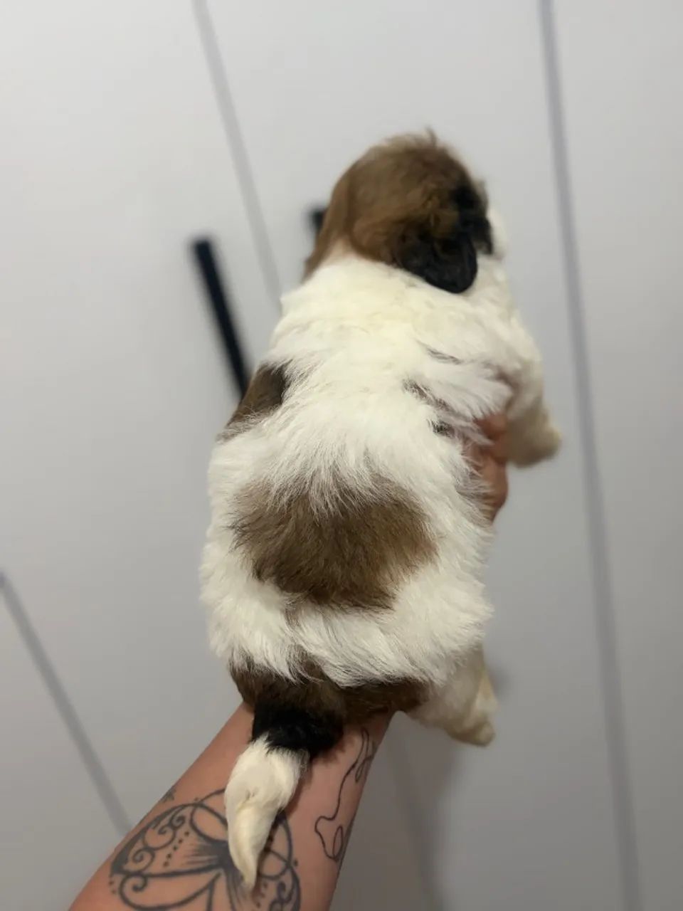 Cachorro  - Foto 2