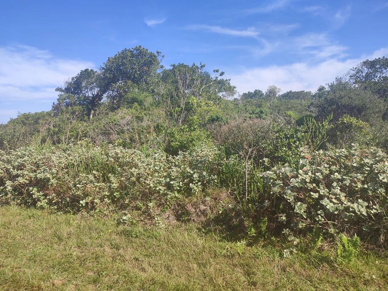 Terreno no Litoral Sul - Foto 4