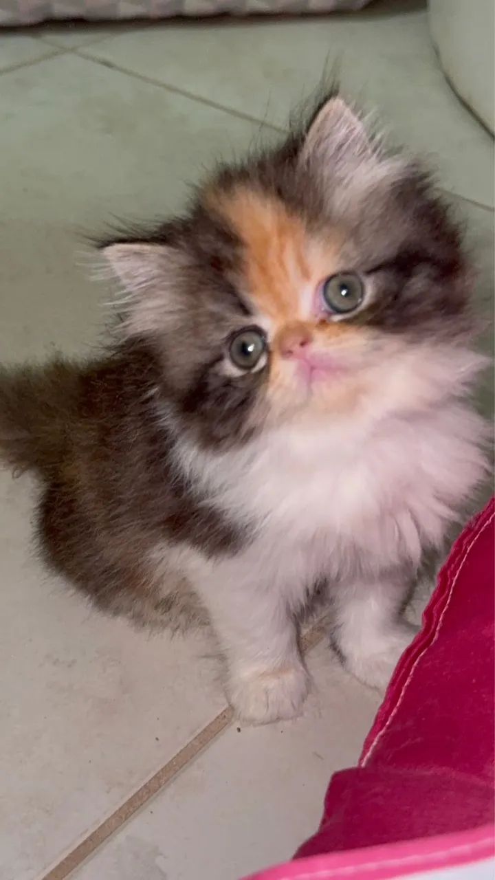 Filhote gatos persa  - Foto 3