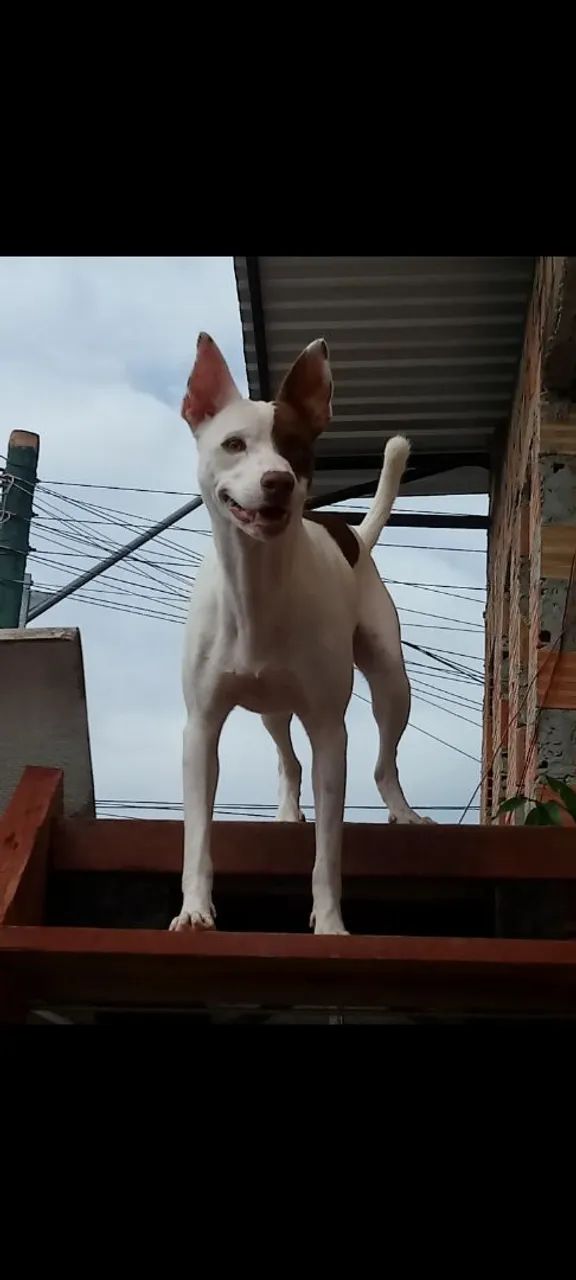 Doação  - Foto 3