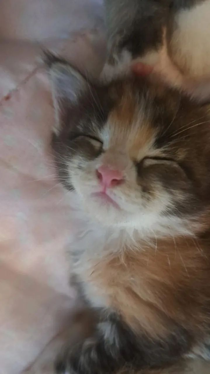 Mainnecoon 