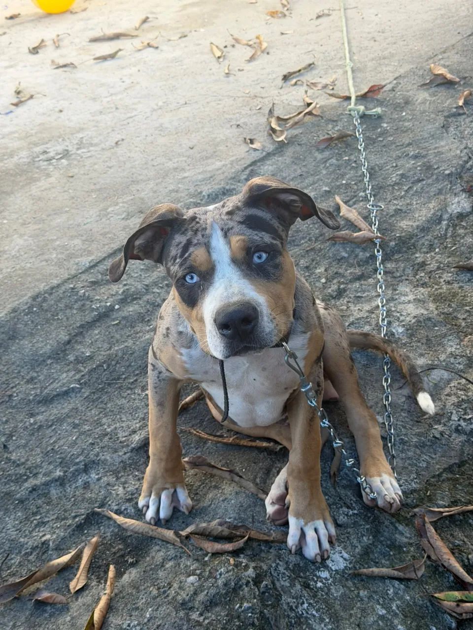 Pit Moster 6 meses macho  - Foto 4