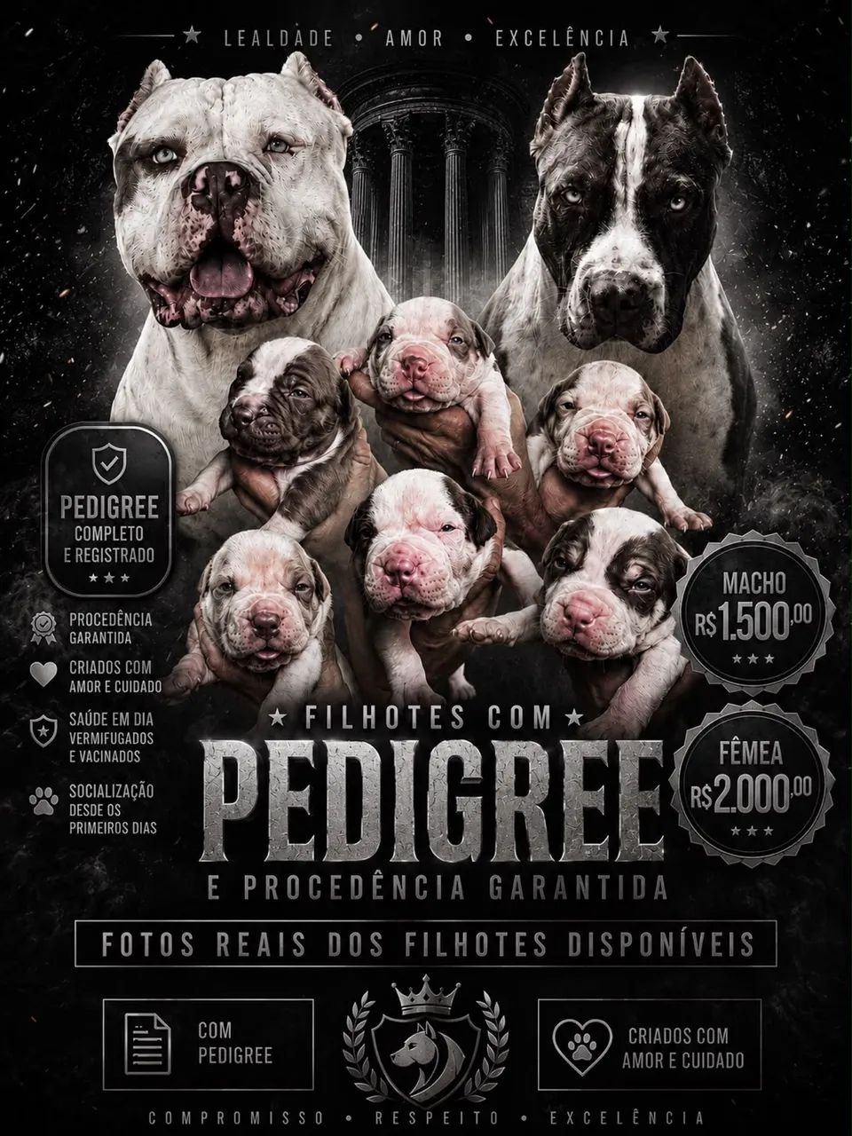 Cachorro pit bull