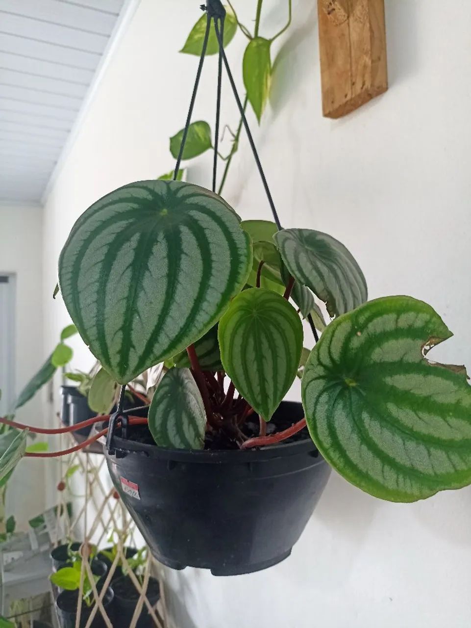 Vendo peperomia melancia - Foto 4