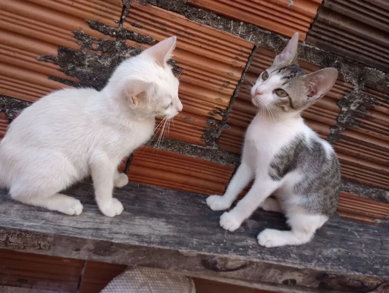 Filhotes de gato para adoção!!! - Foto 3