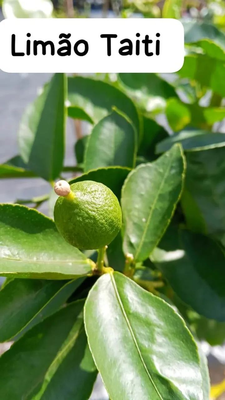 Frutíferas produzindo  - Foto 4