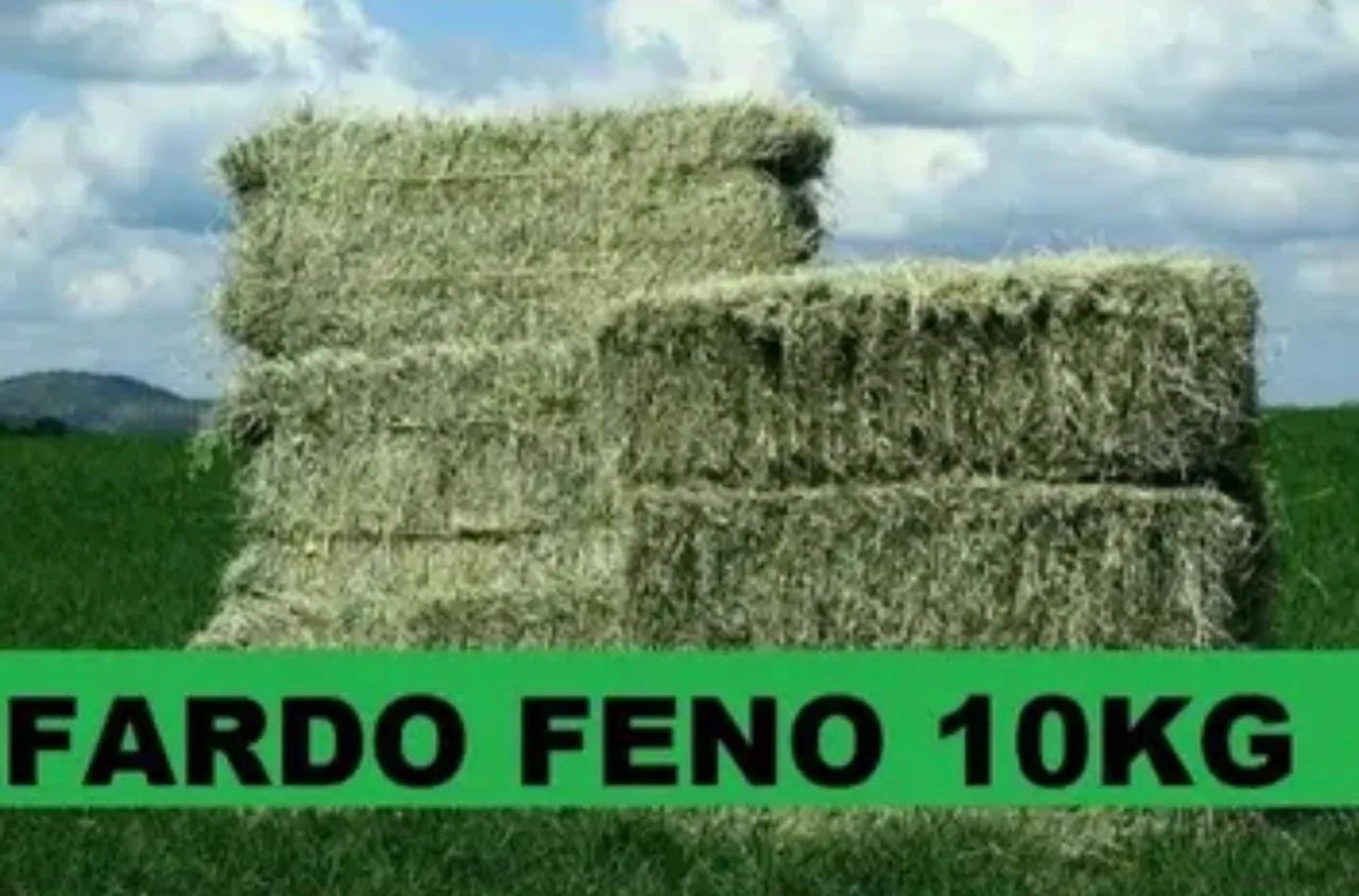 Feno Tifton 85 - Foto 2