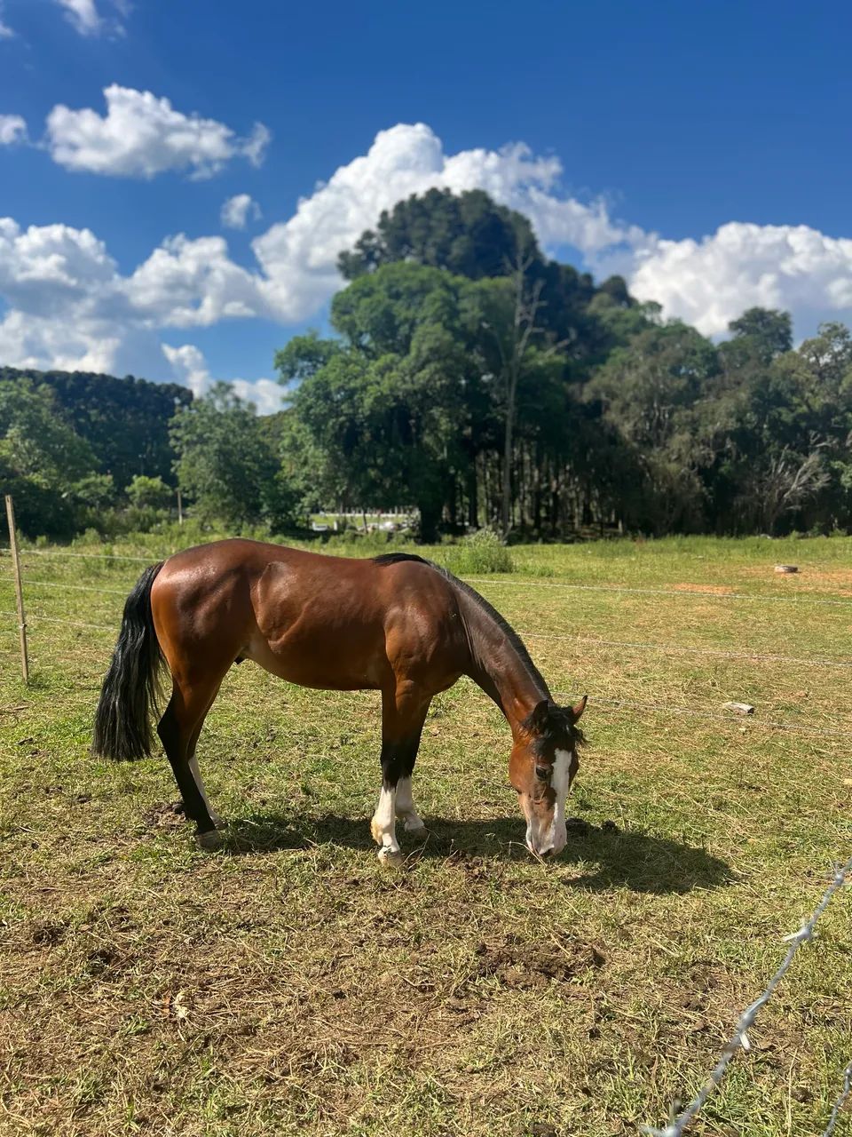 CAVALO CRIOULO - Foto 3