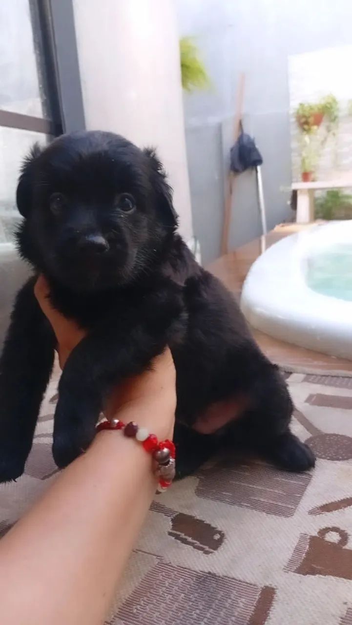 Cachorrinhos doação  - Foto 2