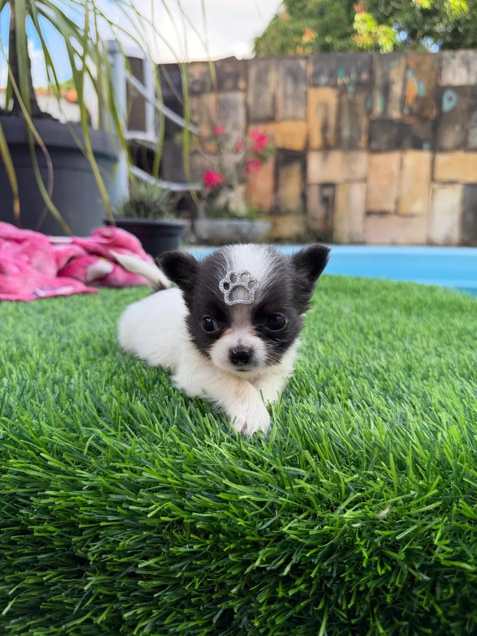 Chihuahua Bebezinho  - Foto 4