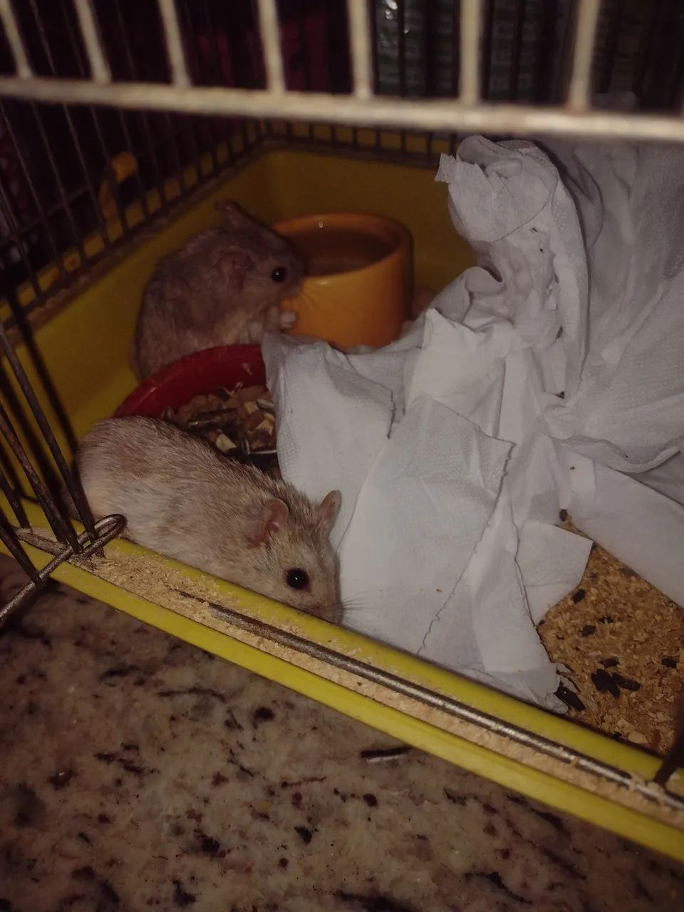 Hamster chinês  - Foto 3