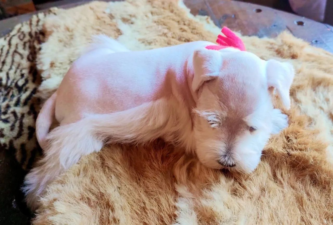 Schnauzer brancos macho  - Foto 4