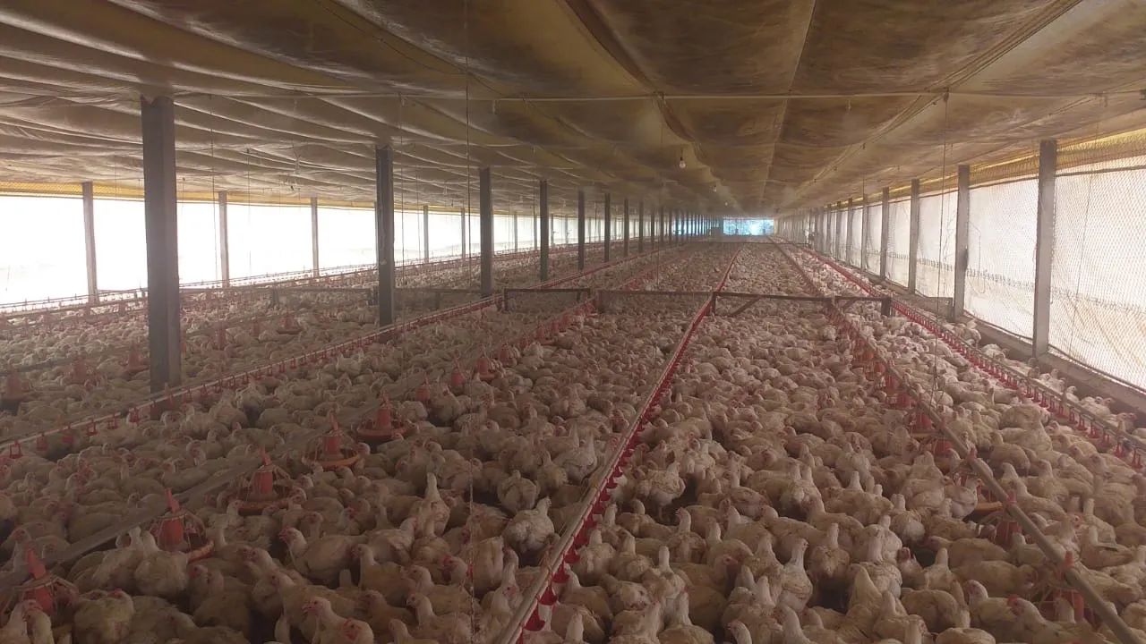 Adubo Orgânico/ Cama de Frango