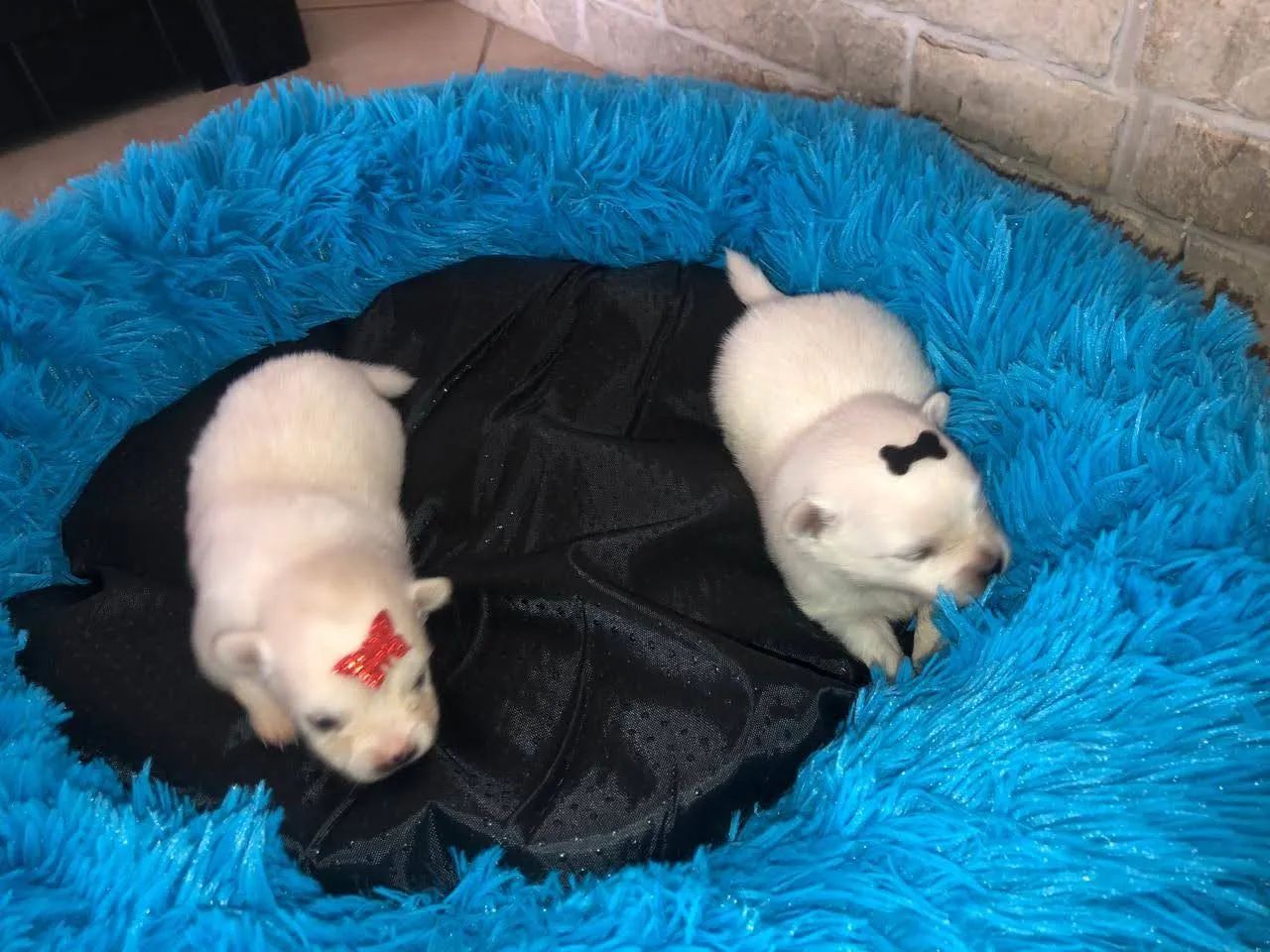 Spitz Alemão (Lulu da Pomerânia) - Filhotes para reserva ? - Foto 5