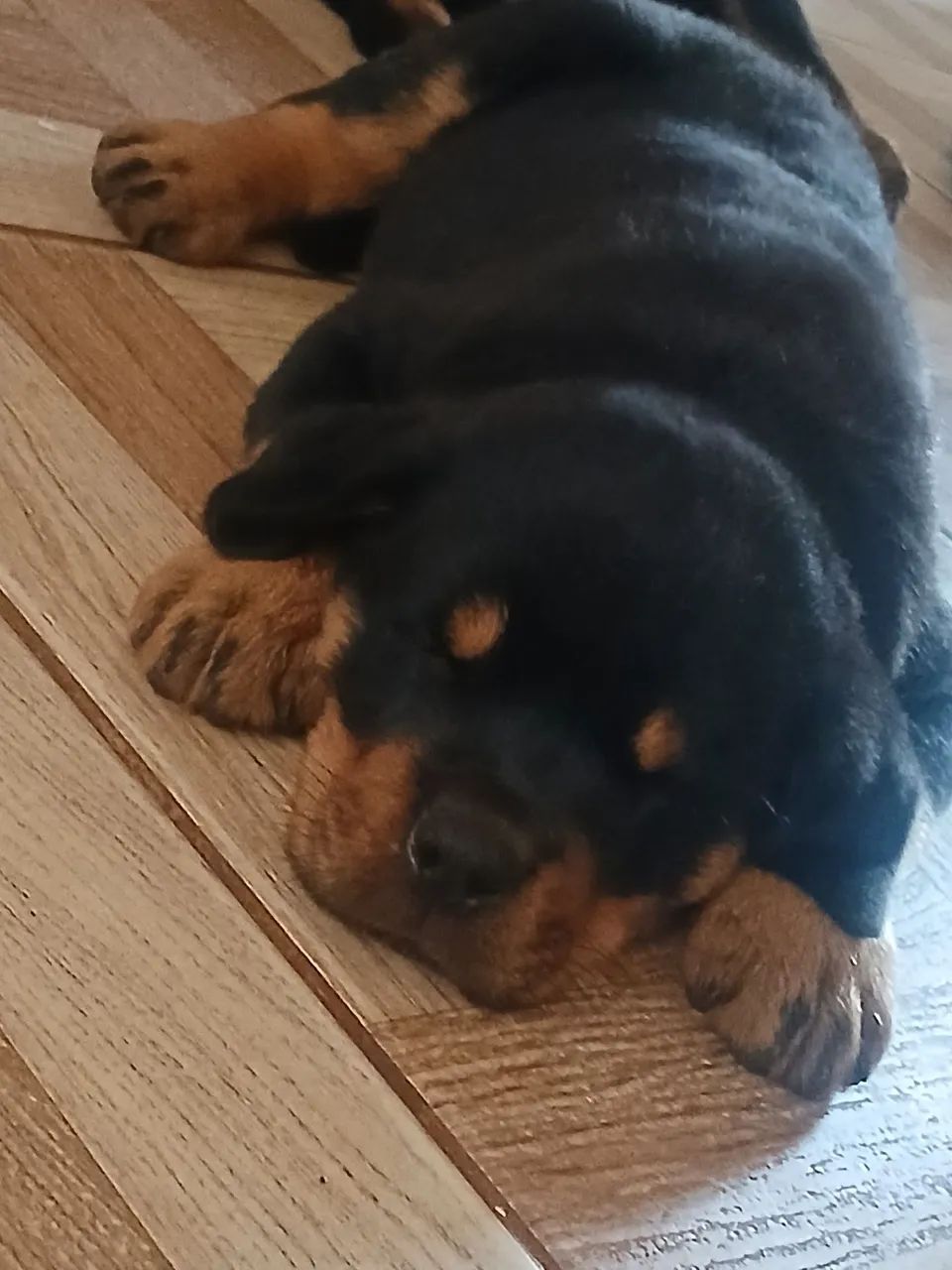 Rottweiller 
