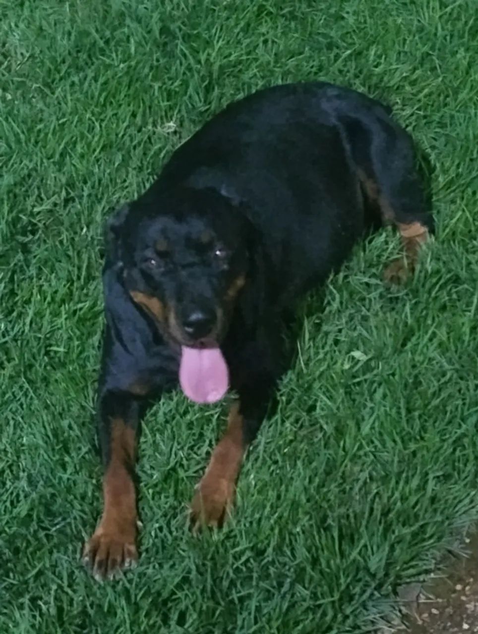 Rottweiler  - Foto 3
