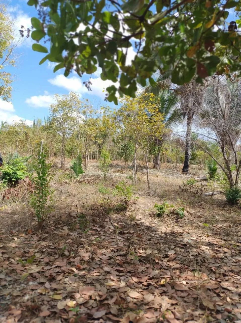 Terreno comunidade Glória em Timon - Foto 3
