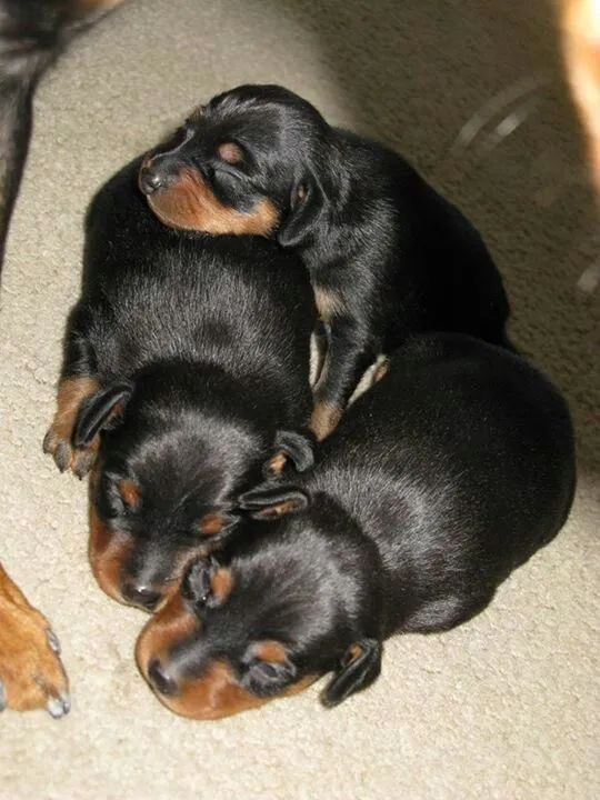 Cachorro pinscher 1
