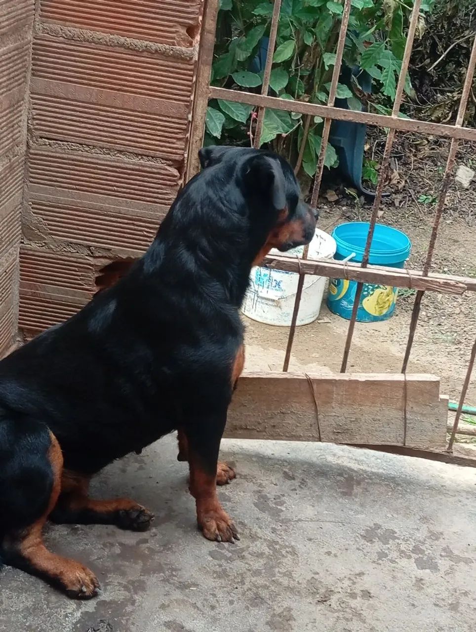 Venda - Foto 4