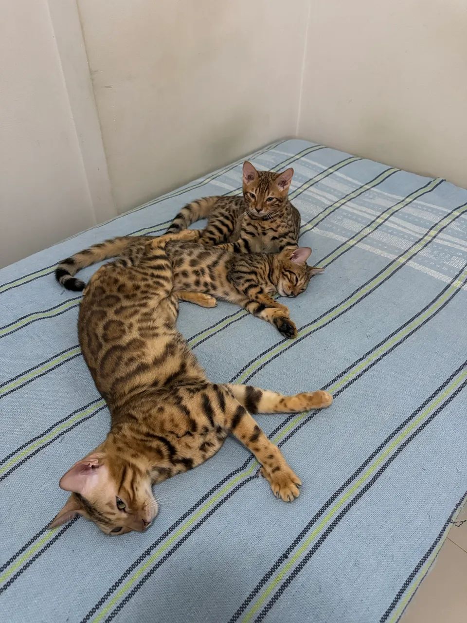 Filhote - Gato Bengal  - Foto 4