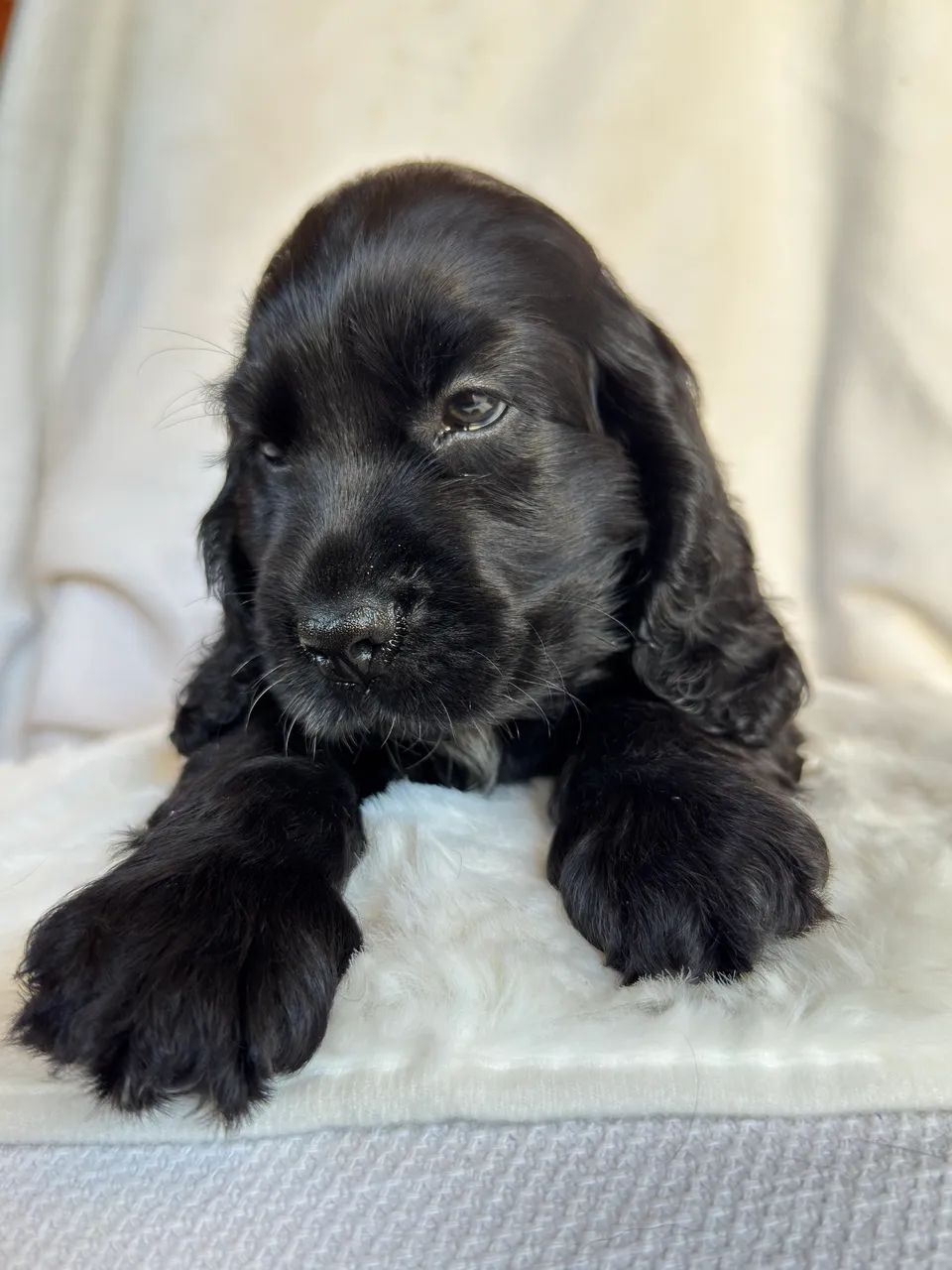 Cocker Spaniel Inglês  - Foto 2