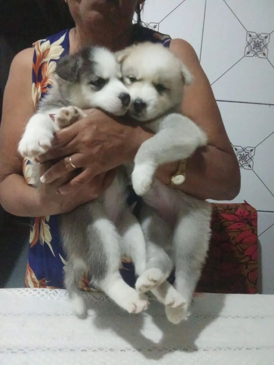 Filhotes de Husky Siberiano 
