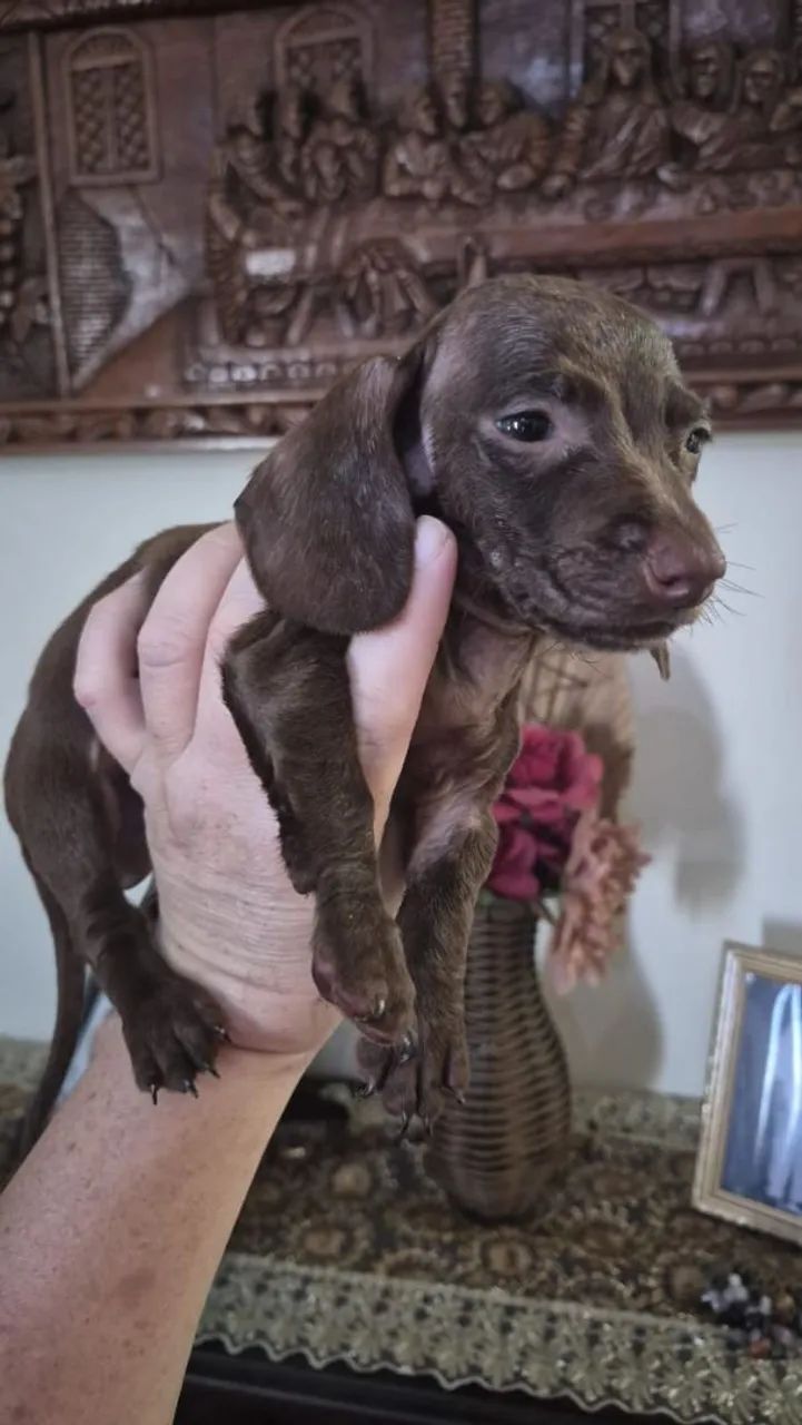 Dachshund  Kanichen - Foto 2