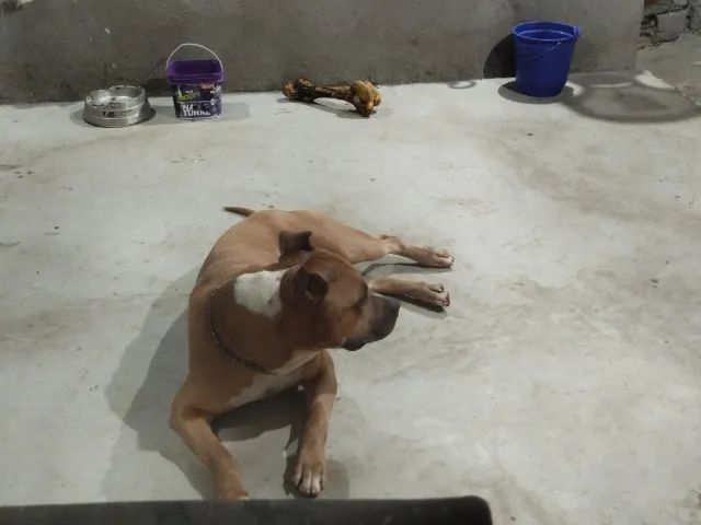 Cachorro  - Foto 2