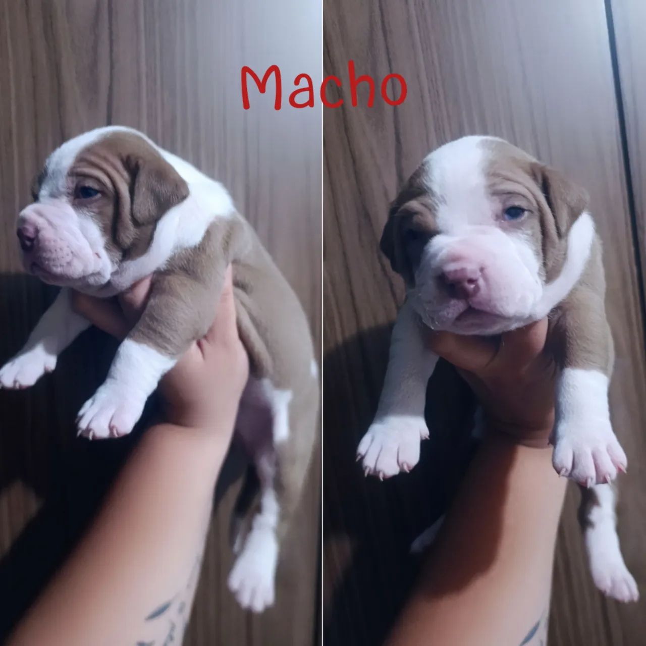 Filhotes de Pitbull disponível  - Foto 2