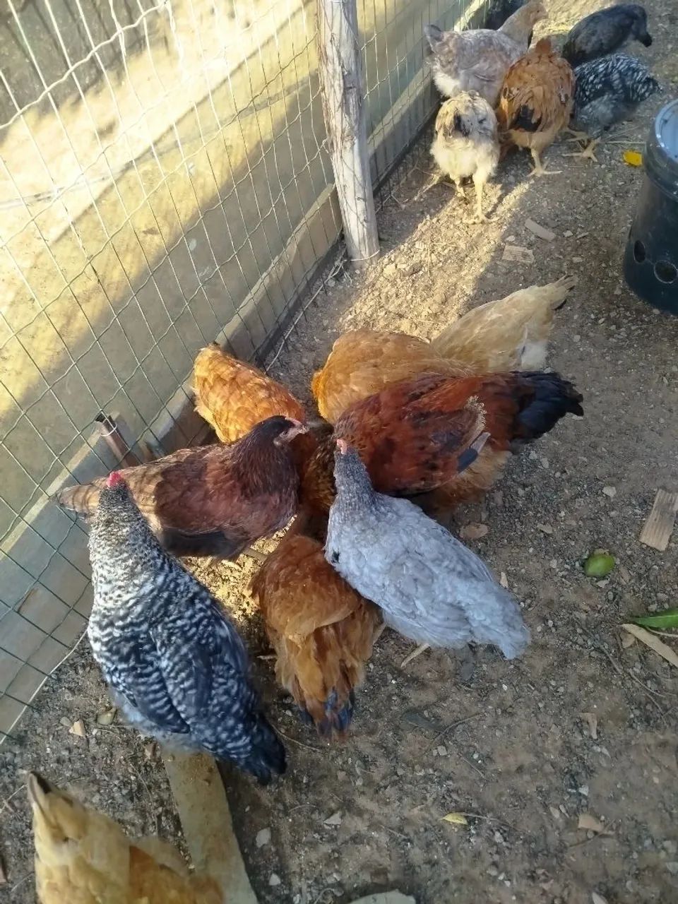 Frangos caipira  - Foto 2