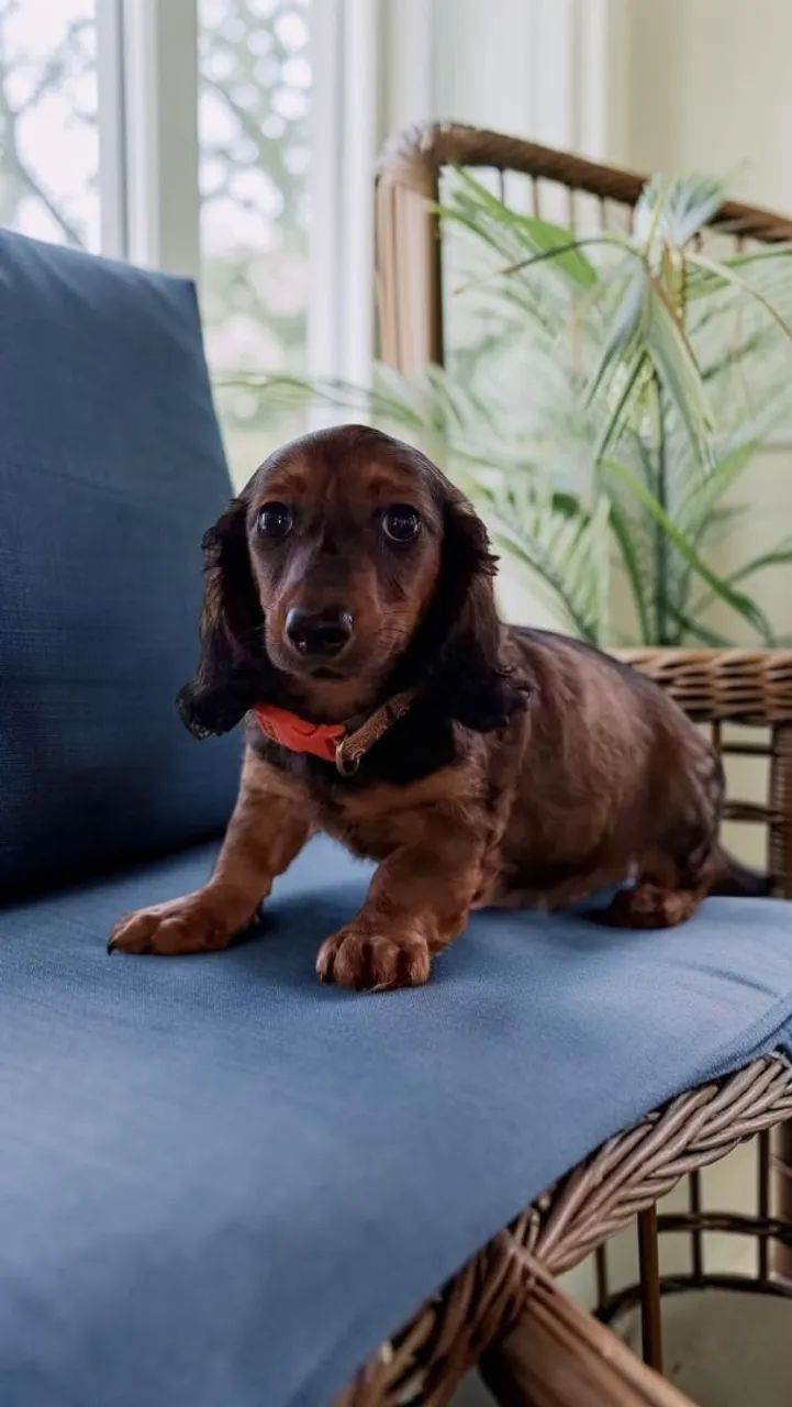 Daschund pelo longo - Foto 3