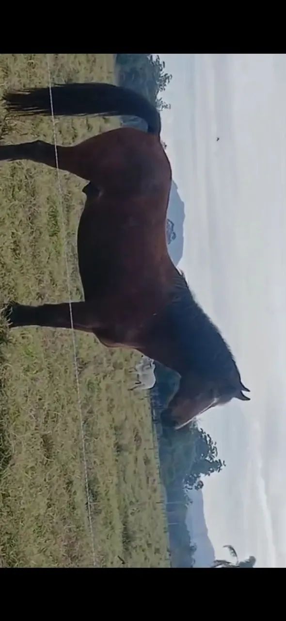 Cavalo  - Foto 2