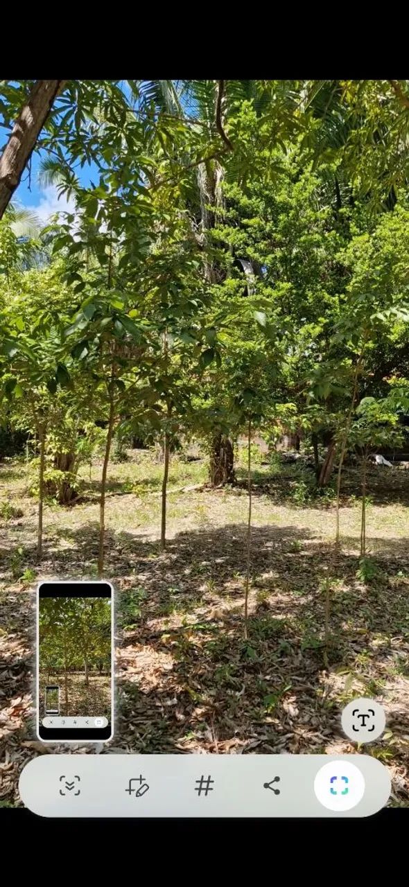 Sitio macajituba av principal - Foto 2