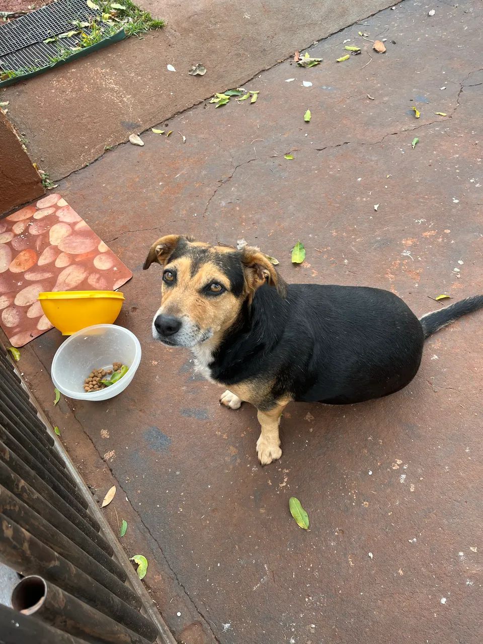 Doa se um cachorro guardião 