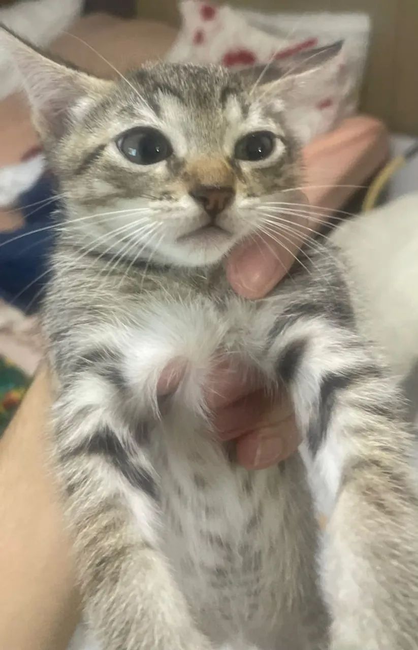 Gatos - Foto 4
