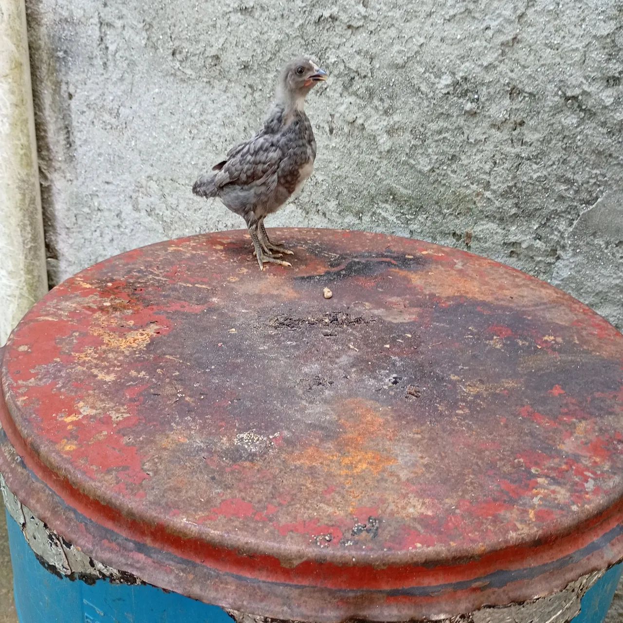 Pintinhos - Foto 2