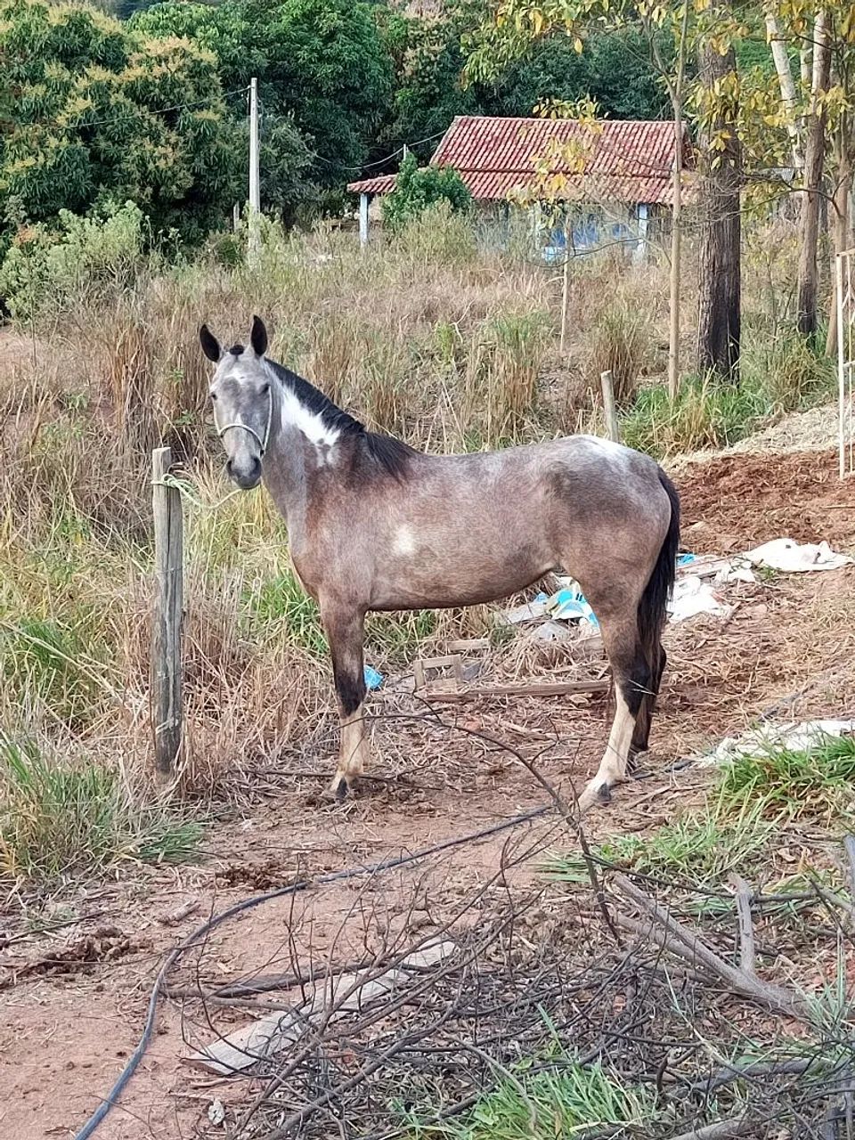 Potra macha picada 