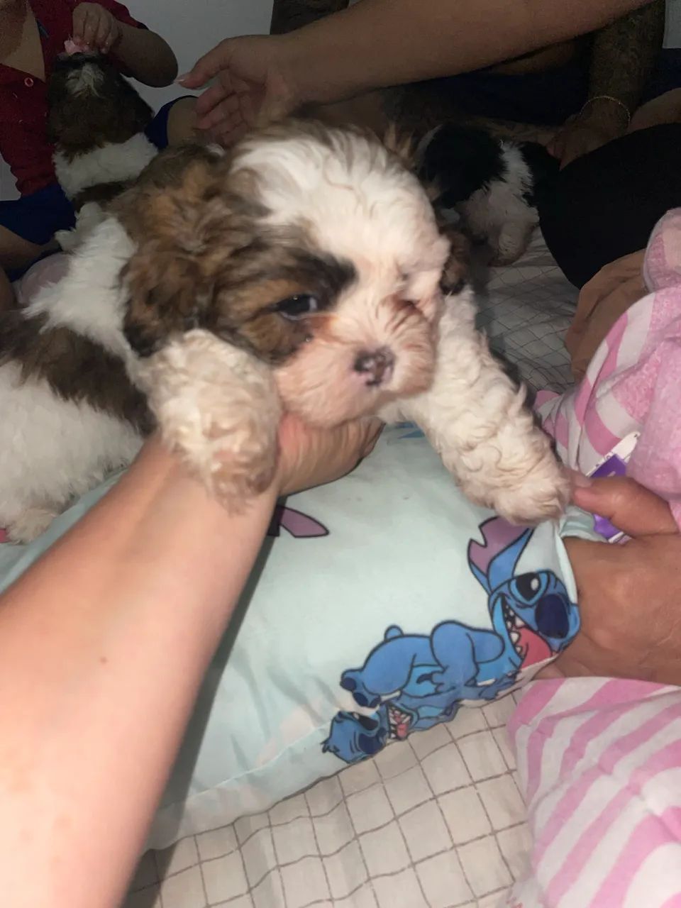 Vendo shituz puro - Foto 3