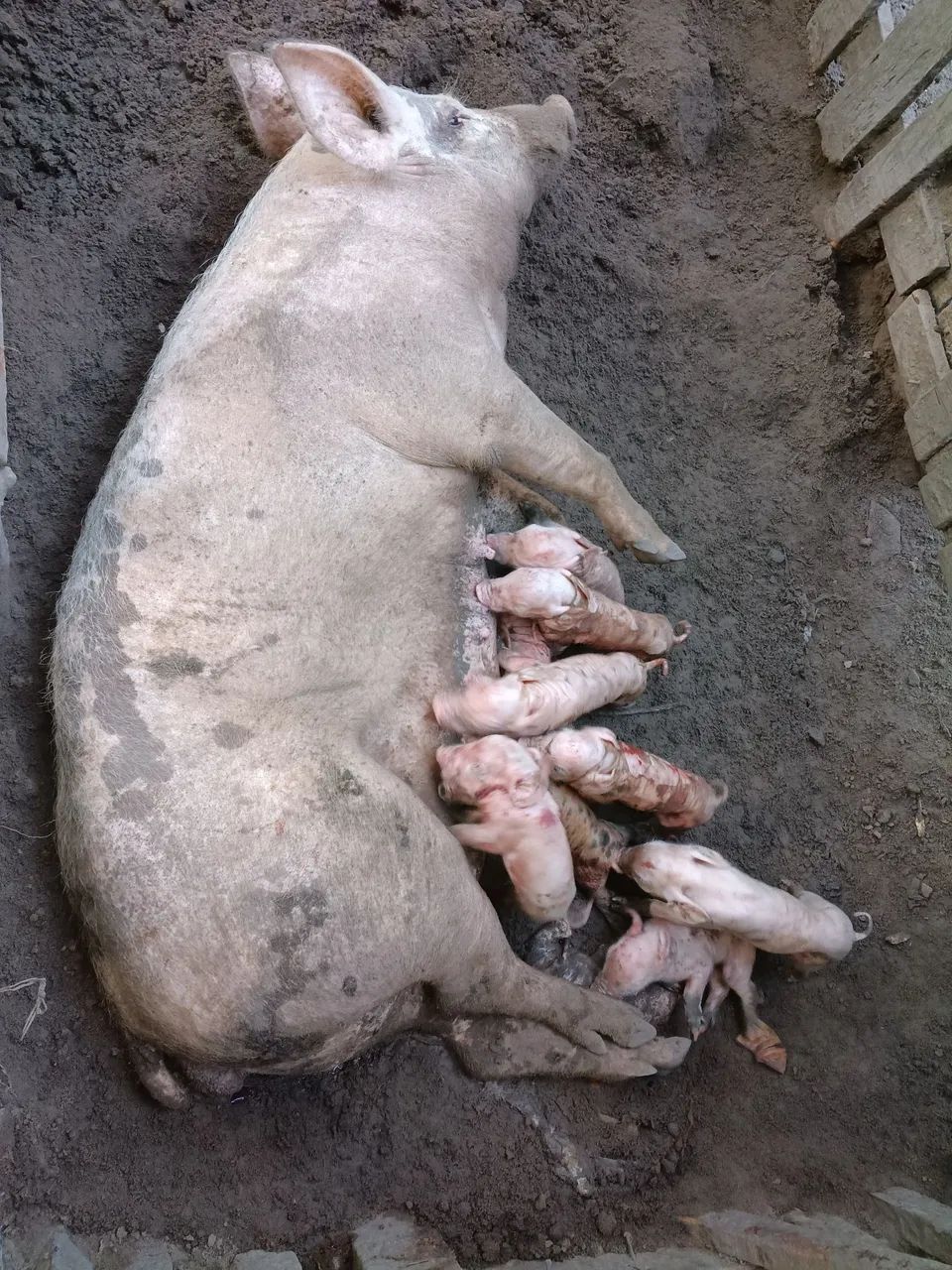 Matriz landrace 