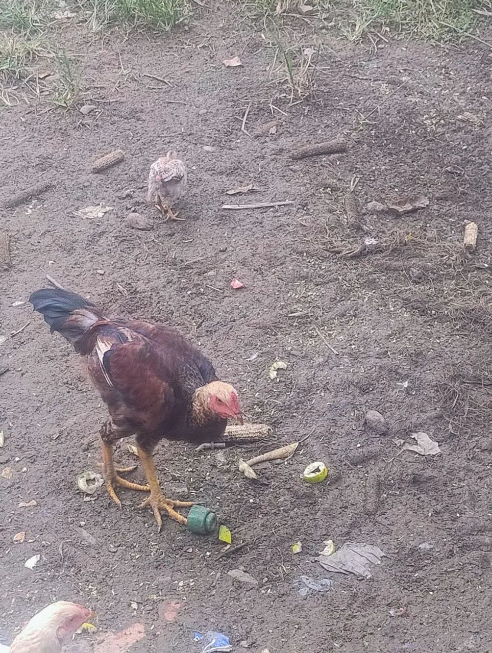 Vende-se um frango macho  - Foto 5