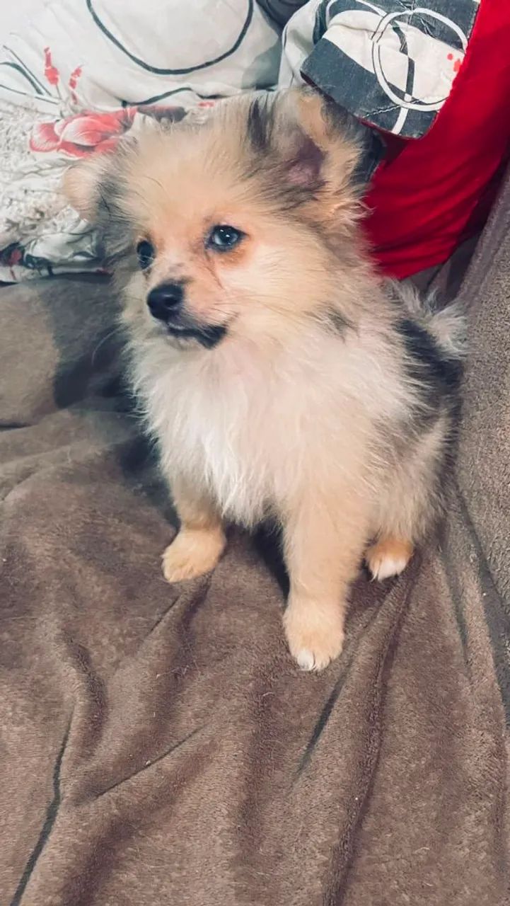 Spitz femea e macho 50 dias - Foto 3