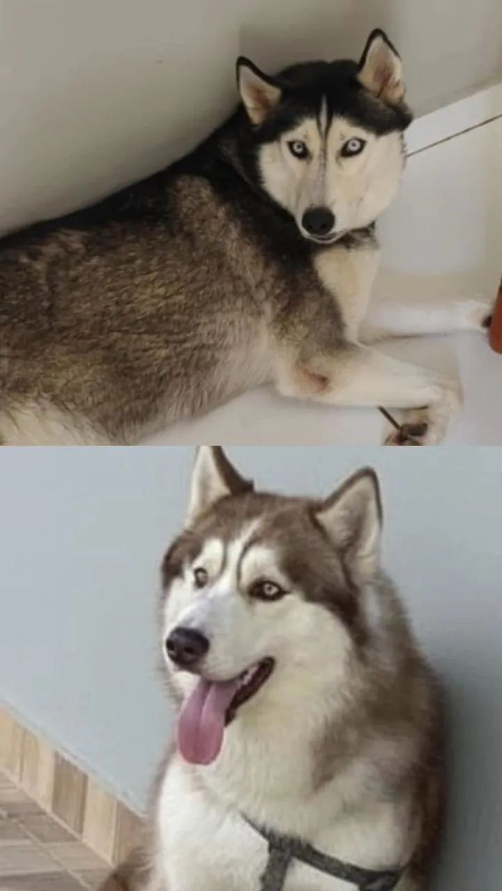 Husky siberiano - Foto 2