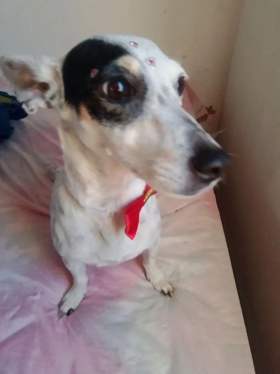 Pet sitter/ babá 