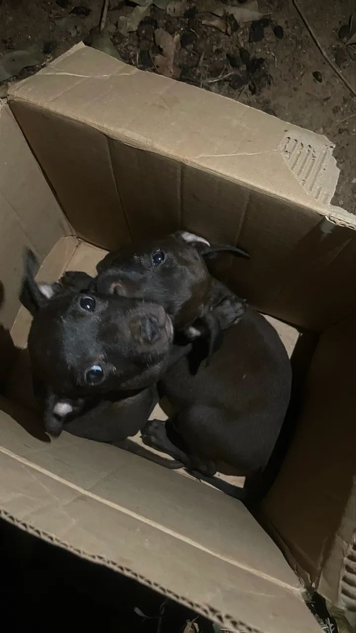 Cachorro