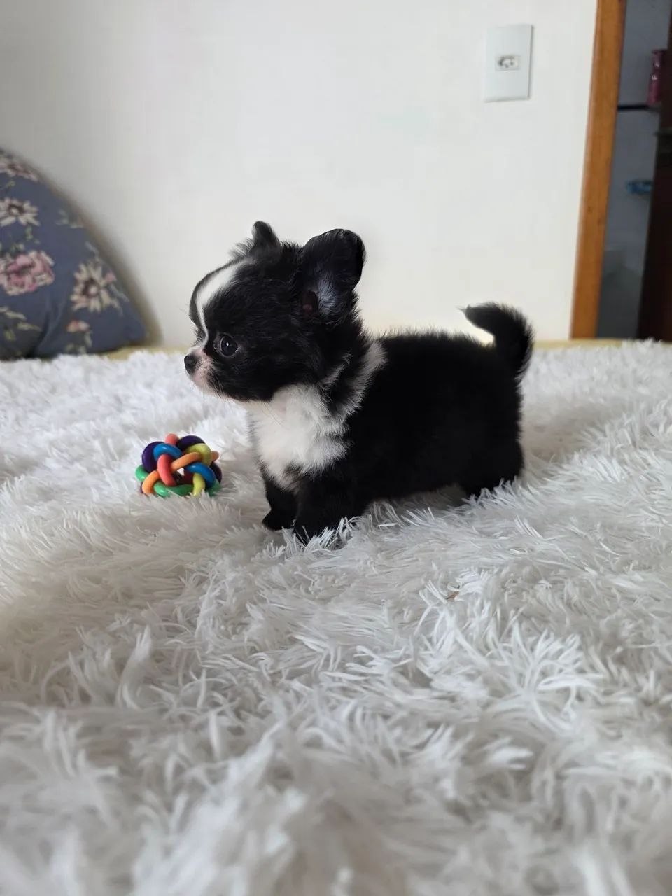Chihuahua Machinho  - Foto 3