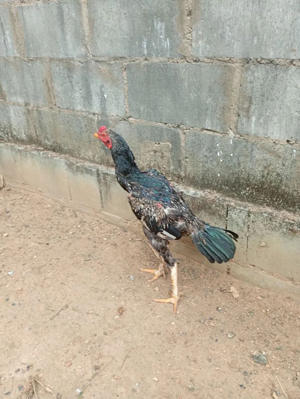 Frango indio - Foto 3