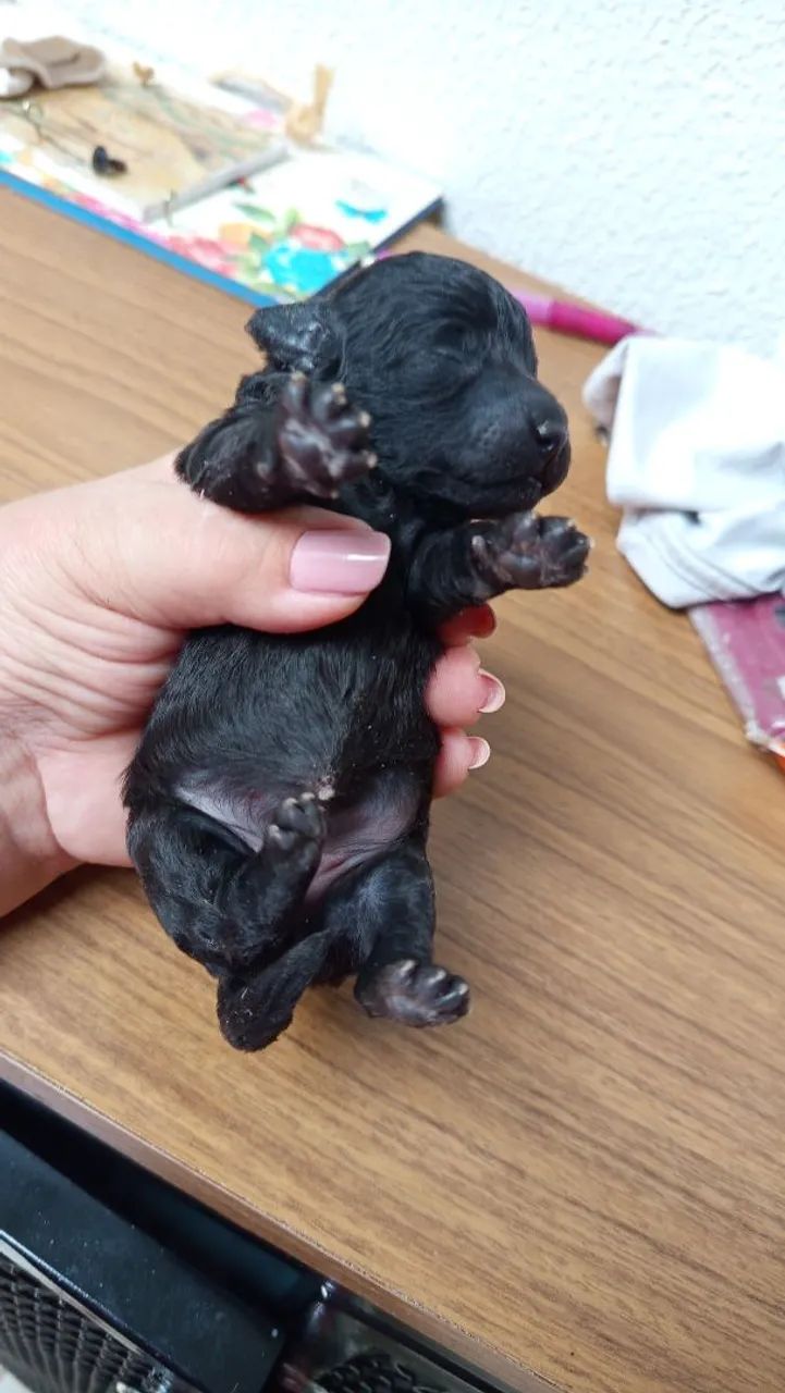 Poodle Mini 