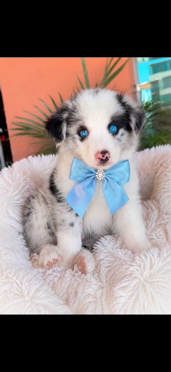 Border collie perfeito com pedigree 